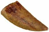 Serrated, Raptor Tooth - Real Dinosaur Tooth #291513-1